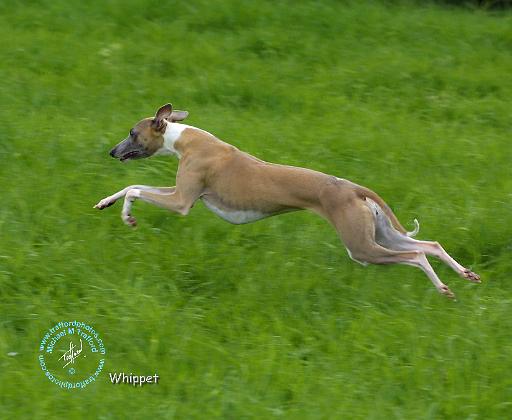 Whippet 9R046D-085.JPG